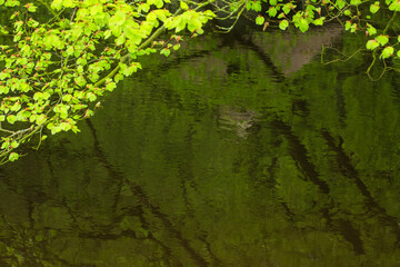 green moss in the water