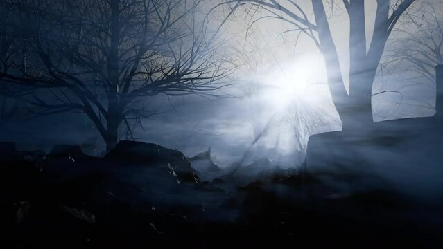 Passing through a dark misty forest. Looped video.
