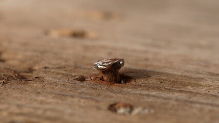 Single rusty nail protruding from a weathered wooden plank. Selective focus, close-up.
