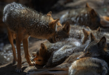 Timber Wolfs