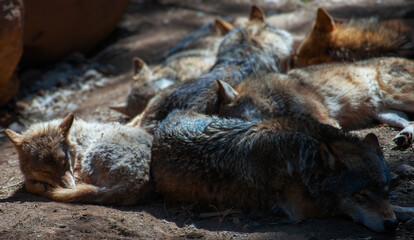 Timber Wolfs