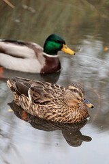 Swimming female and male mallards in the park lake with reflection, close up 