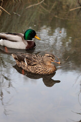 Swimming female and male mallards in the park lake with reflection, close up 