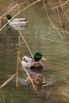 Male and female european ducks swimming in a little river surrounded by vegetation 