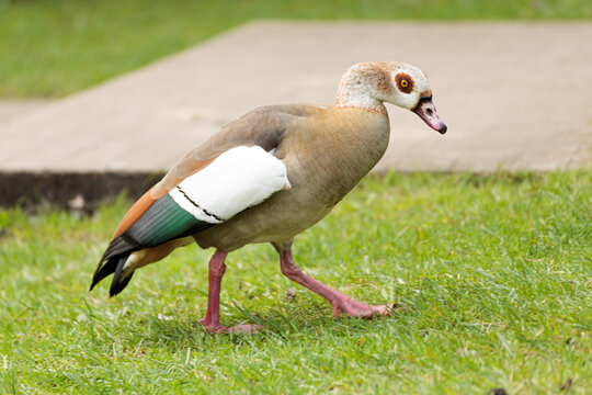 Egyptian goose walking on the grass close up 