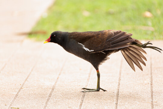 Swamp chicken on one leg  close up 