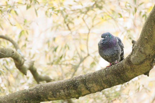 Pigeon sleeping on a brach with bokeh and copy paste
