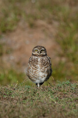 owl standing in the field