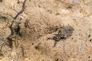 Antlion larva among the sand. Top view. Place for text.