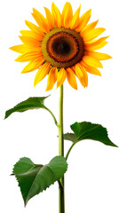 A Single Sunflower With