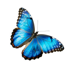 Blue Butterfly in Flight