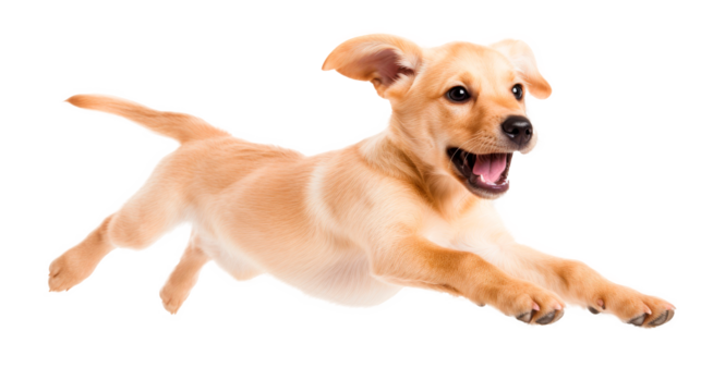 Small Dog Jumping in the Air