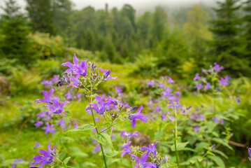 Various images from the Black Sea plateaus mountain peaks plateau houses clouds streams waterfalls lakes day and sunset colors