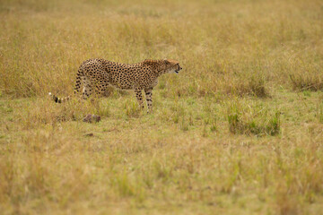 cheetah in the African savannah waiting for prey Namibia.