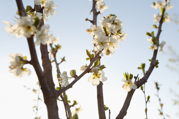 Plum tree branch in bloom in the spring garden