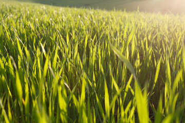 Young wheat field in early spring