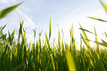 Young wheat field in early spring