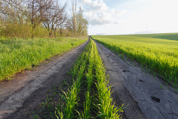 Countryside road through the spring wheat field