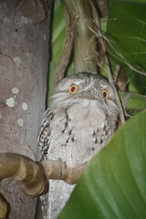 Tawny frogmouth 1