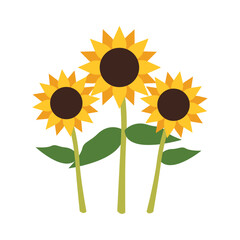 sunflower isolated on white background