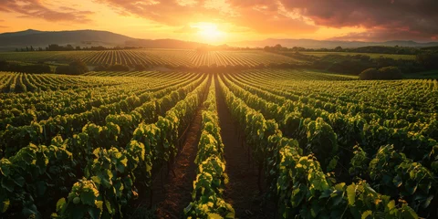 Fototapeten Sunrise Over Lush Vineyard. Sun rising over rows of grapevines in a vineyard. © AI Visual Vault