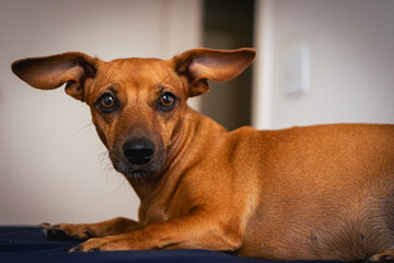Small brown mixed race dog, posing for the camera.