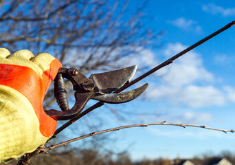 A gardener cleans the garden with pruning shears. Pruning and shortening branches for a large...