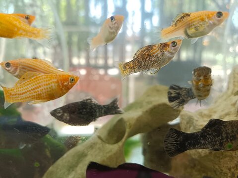 Yellow black Xiphophorus maculatus (southern platyfish, common platy, moonfish) fish and molly fishes (Poecilia sphenops) swimming in tank fish. They are beautiful freshwater fish and pets.