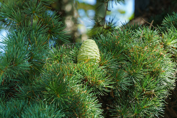 Close-up of green needles and young female cone of Himalayan cedar (Cedrus Deodara, Deodar) growing in Sochi. Selective focus.