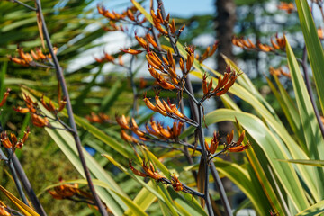 New Zealand flax flowers in bloom. Orange fowers of Flax Lily Plant (Phormium tenax) or harakeke in Sochi.
