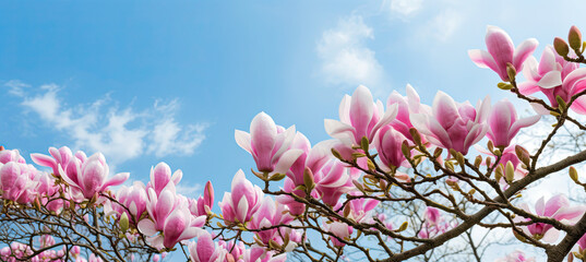 Pink Magnolia Flower on blue sky
