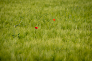 Red poppy in the middle of a still green wheat field. Nature uses the areas cultivated by humans to...