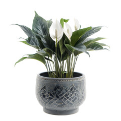 Peace Lily Plant in Decorative Grey Ceramic Pot Isolated on White Background

