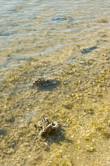 Vertical close up of light brown shoreline in bright sun of rocks, sand and small waves in water. Reflections, small pebbles and shells in the water. Daytime shot Florida with room for copy.