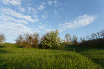 Fototapeta na wymiar Spring meadow under sunny cloudy sky