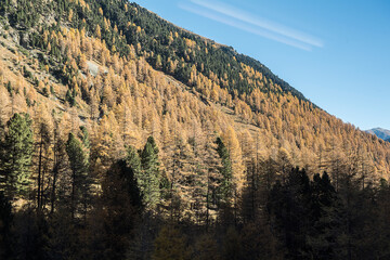 Waldlandschaft im Engadin, Kanton Graubünden, Schweiz