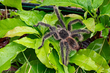 The Brazilian Tarantula or Theraphosidae photographed on a farm in North Eastern Brazil
