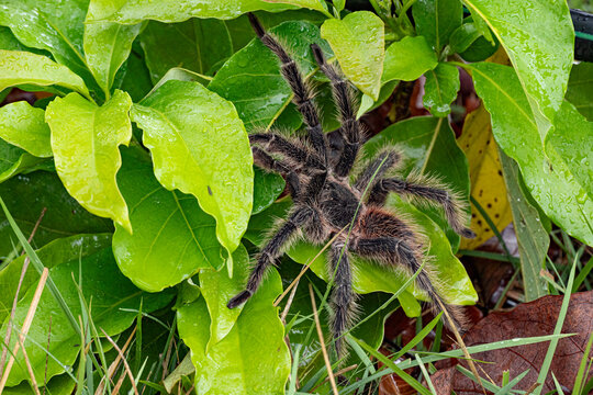 The Brazilian Tarantula or Theraphosidae photographed on a farm in North Eastern Brazil