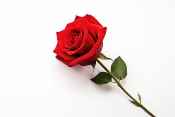 Fototapeta premium A single vibrant red rose with a fresh green stem, symbolizing love and romance, isolated on a white background. Elegant Red Rose Isolated on White