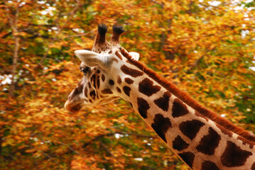 Eine Giraffe reckt ihren Kopf in herbstliche Baumkronen.