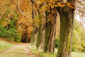 Eine Kastanienallee am Wilhelminenberg.