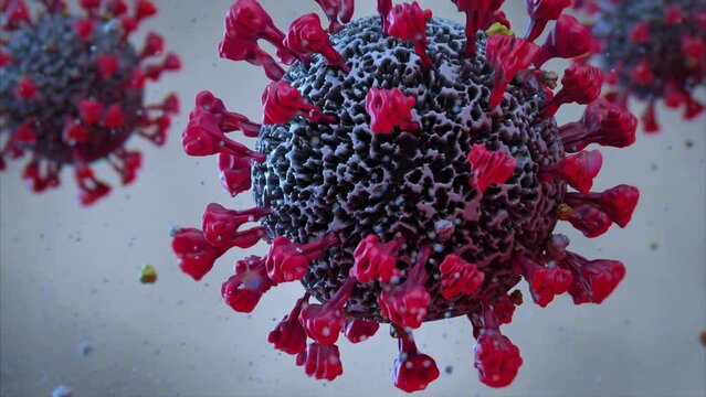 Human Immune System attack the virus