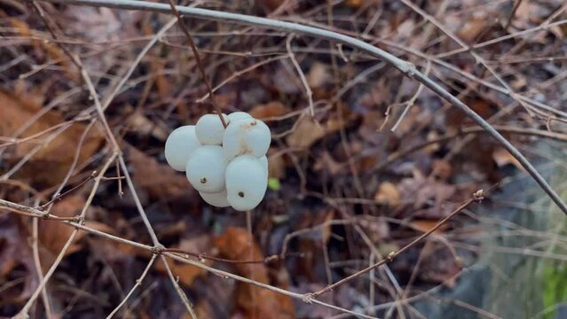 An unusual white berry with an unusual shape that is likely poisonous. Against a background of rust-colored autumn foliage. White berries. Symphoricarpos or snowberry or waxberry, or ghostberry 