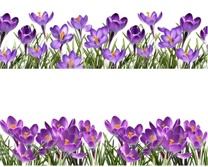 Continuous floral border featuring vibrant purple crocus, suitable for diverse design projects