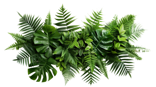 Green leaves of tropical plants bush (Monstera, palm, fern, rubber plant, pine, birds nest fern) floral arrangement indoors garden nature backdrop isolated on white background