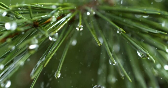 Super slow motion macro of splashing crystal clear pure rain water drops falling on green fresh organic pine tree branch while raining in forest at 1000 fps. Love for nature, environment conservation.