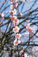 Beautiful pink plum flowers.