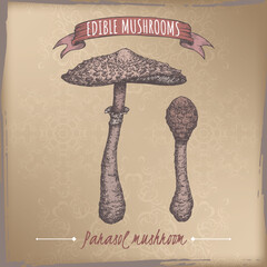 Macrolepiota procera aka parasol mushroom color sketch on vintage background. Edible mushrooms series. - 741602538