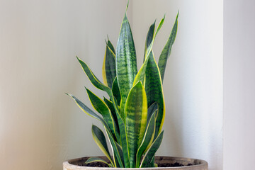 Selective focus of Sansevieria with green leaves, Houseplant in the pot on the corner of living room, Sansevieria is a historically recognized genus of flowering plants, Interior and home decoration.