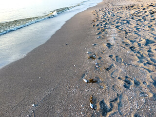 Dead fish on a beach due to a red tide in the Florida Gulf of Mexico.